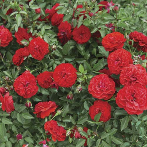 Trandafir mini Big Bang®, C5 imagine 1 articol 5552