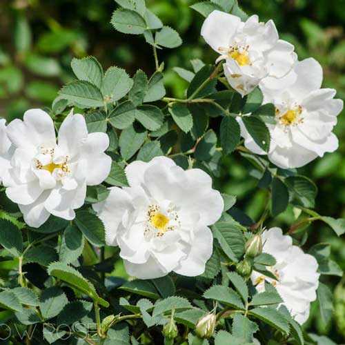 Trandafir de dulceață (Rosa rugosa) Alba imagine 1 articol 9170