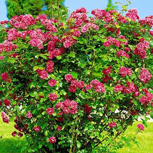 Trandafir de dulceață (Rosa rugosa) imagine 1 articol 4800