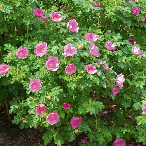 Trandafir de dulceață imagine 1 articol 4115