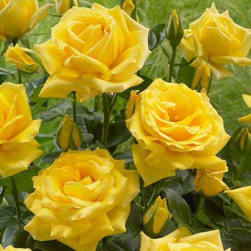 Trandafir floribunda Allgold, root ball imagine 1 articol 6202