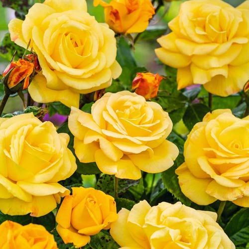 Trandafir teahibrid Arthur Bell imagine 1 articol 2188