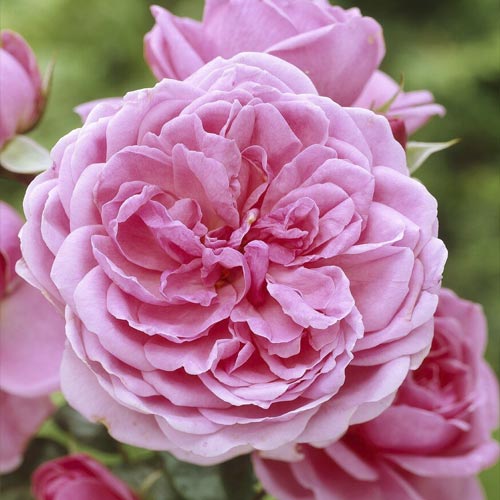 Trandafir floribunda Berleburg ®, С5 imagine 1 articol 6170