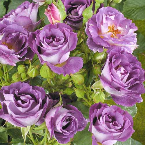 Trandafir floribunda Blue for you imagine 1 articol 2190