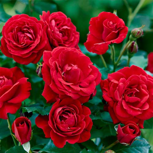 Trandafir floribunda Bordo imagine 1 articol 5880