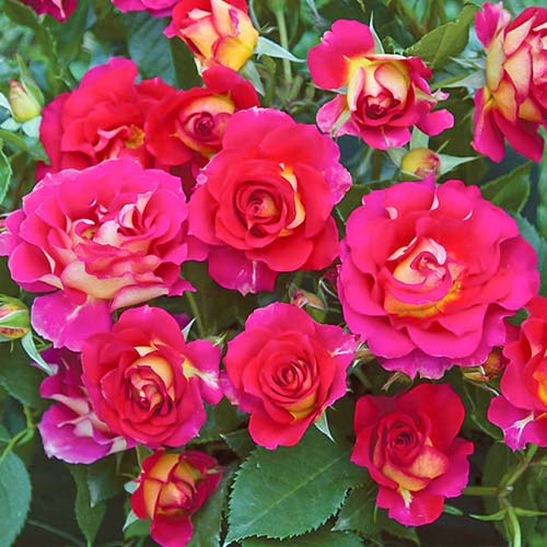 Trandafir floribunda Brera® imagine 1 articol 5506