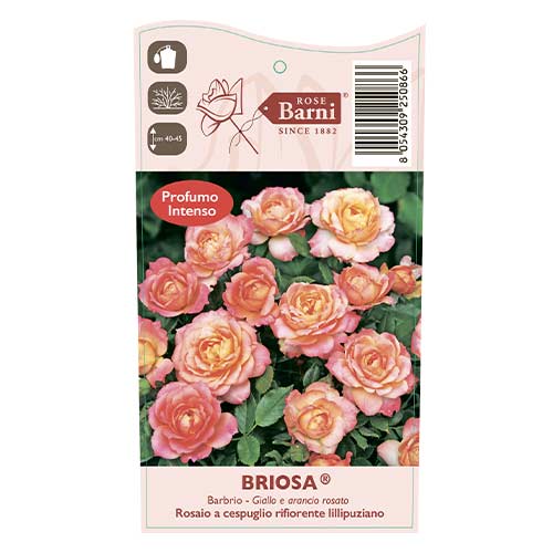Trandafir floribunda Briosa®, C5 imagine 4 articol 6149