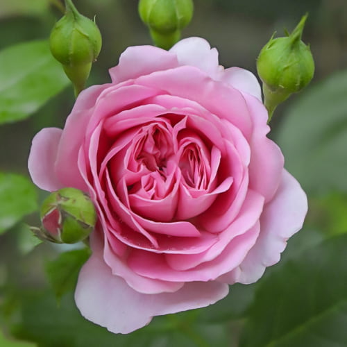 Trandafir floribunda Celebrating Life®, C3 imagine 1 articol 5445