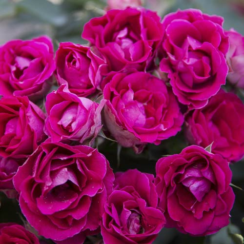 Trandafir floribunda Czeslaw Milosz® imagine 2 articol 6192