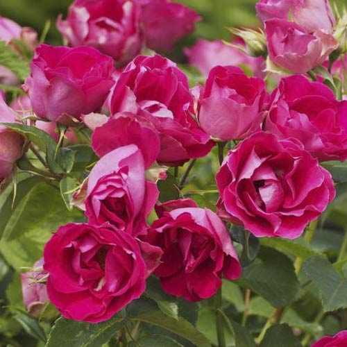 Trandafir floribunda Czeslaw Milosz® imagine 3 articol 6192