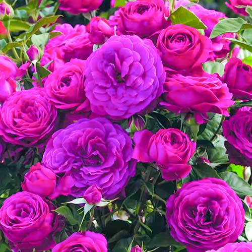 Trandafir floribunda Dark Pink imagine 1 articol 5882
