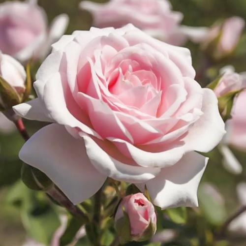 Trandafir floribunda Diadem imagine 1 articol 6207