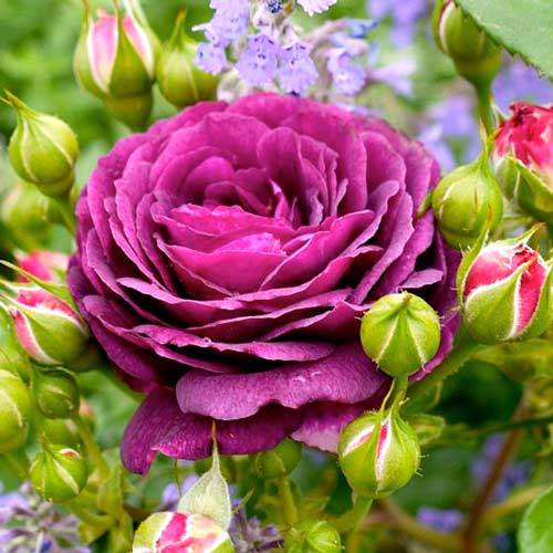 Trandafir floribunda Ebb Tide imagine 1 articol 2204