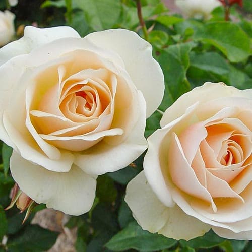 Trandafir floribunda Edelwaise imagine 1 articol 4658