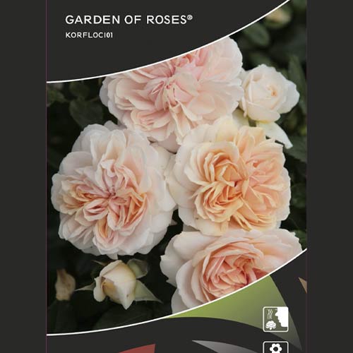 Trandafir floribunda Garden of Roses®, C5 imagine 2 articol 5822