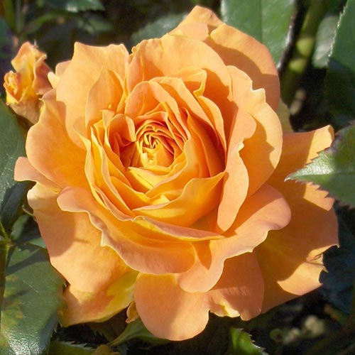 Trandafir floribunda Goldelse imagine 1 articol 4551