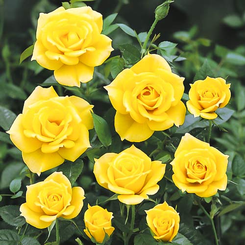 Trandafir floribunda Golden Wedding imagine 1 articol 6212
