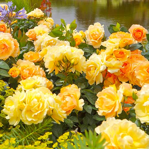 Trandafir floribunda Hansestadt Rostock® imagine 1 articol 5508