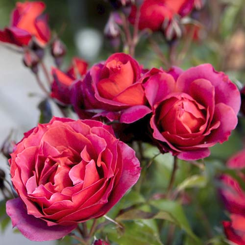 Trandafir floribunda Hot Cocoa®, C5 imagine 2 articol 5509