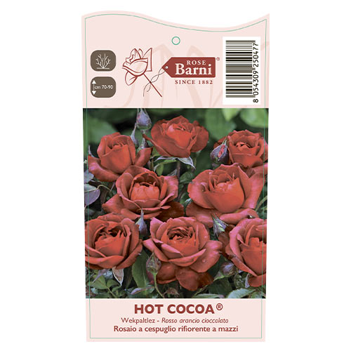 Trandafir floribunda Hot Cocoa®, C5 imagine 5 articol 5509
