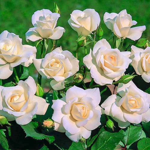 Trandafir floribunda Iceberg ®, C5 imagine 1 articol 5510