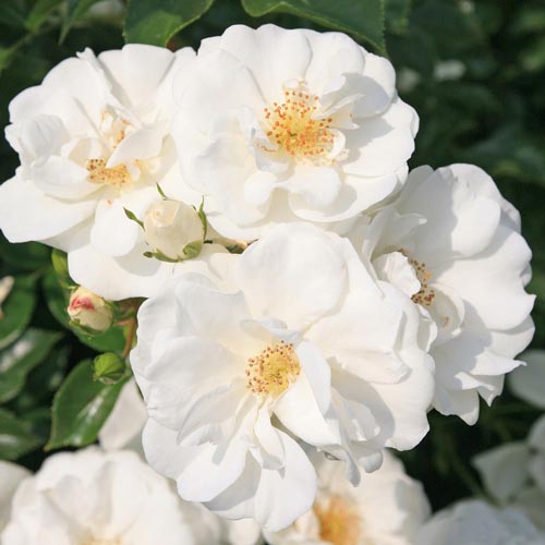Trandafir floribunda Innocencia imagine 1 articol 4552