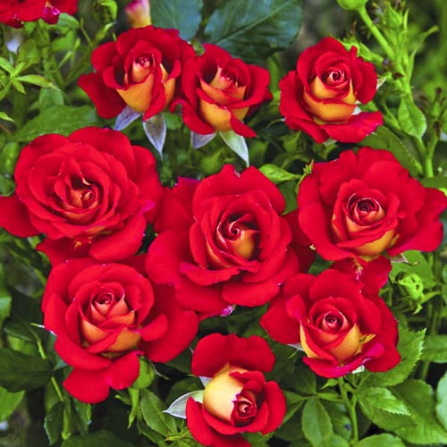 Trandafir floribunda Ketchup & Mustard®, C5 imagine 1 articol 5512