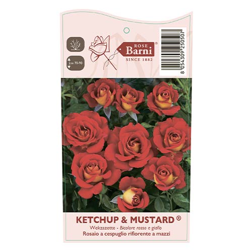 Trandafir floribunda Ketchup & Mustard®, C5 imagine 4 articol 5512