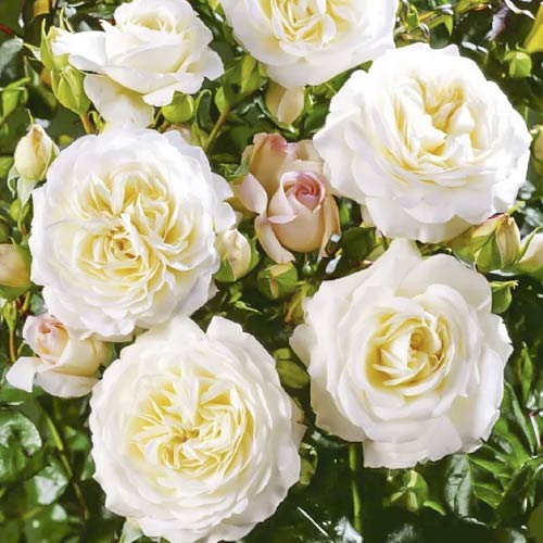 Trandafir floribunda Ledreborg imagine 1 articol 6214