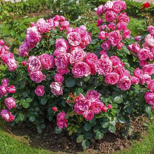 Trandafir floribunda Leonardo da Vinci®, C3 imagine 2 articol 4553
