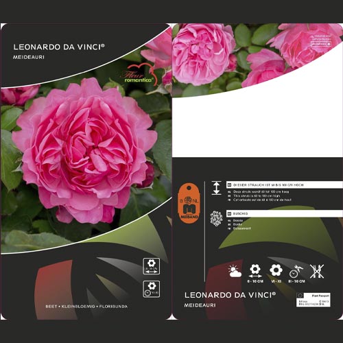 Trandafir floribunda Leonardo da Vinci®, C3 imagine 3 articol 4553