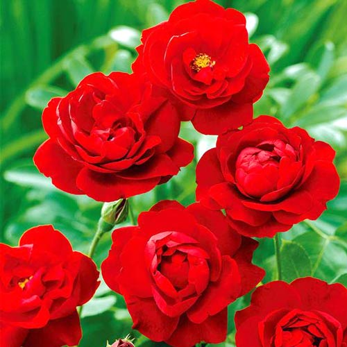 Trandafir floribunda Lilli Marleen imagine 1 articol 2743