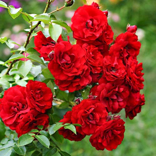 Trandafir floribunda Little Buckaroo imagine 1 articol 4997