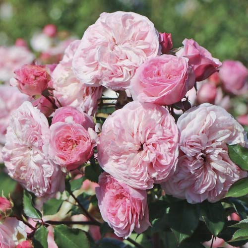 Trandafir floribunda Maria Theresia imagine 1 articol 6215