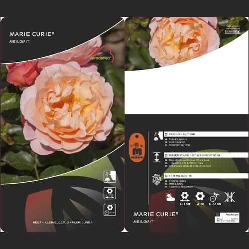 Trandafir floribunda Marie Curie ®, С3 imagine 3 articol 6176