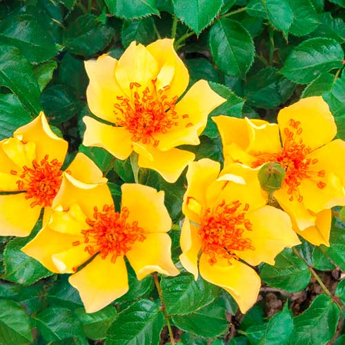 Trandafir floribunda Mella Ducat ®, C3 imagine 1 articol 4973