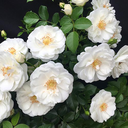 Trandafir floribunda Milly Winter Jewel imagine 1 articol 4976