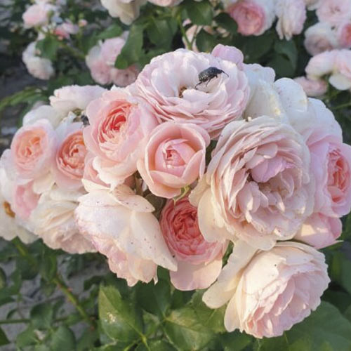 Trandafir floribunda Miss.Granger® imagine 2 articol 6191
