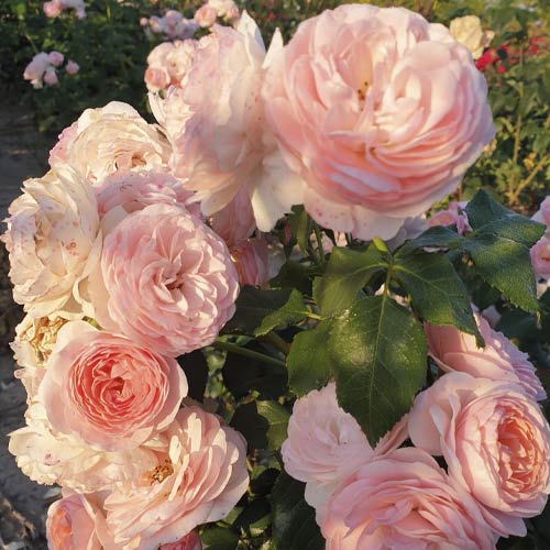 Trandafir floribunda Miss.Granger® imagine 3 articol 6191