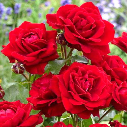 Trandafir floribunda Nina, root ball imagine 1 articol 2196