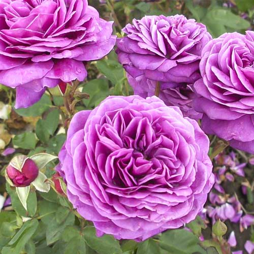 Trandafir floribunda Old Port imagine 1 articol 6217