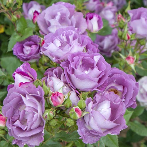 Trandafir floribunda Pacific Dream®, C5 imagine 1 articol 6148