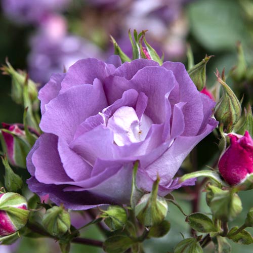 Trandafir floribunda Pacific Dream®, C5 imagine 2 articol 6148