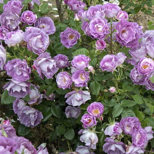 Trandafir floribunda Pacific Dream®, C5 imagine 4 articol 6148
