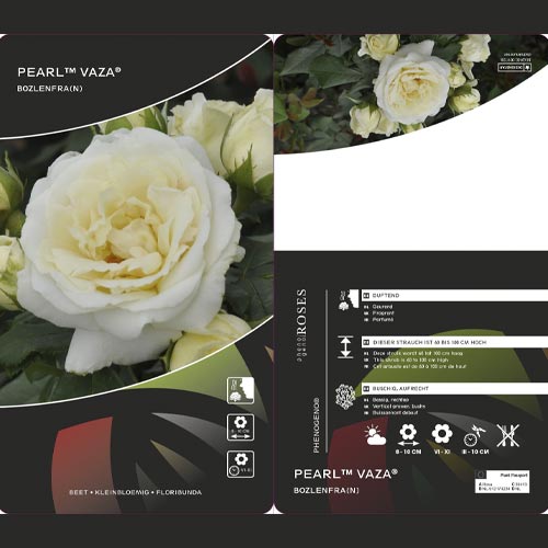 Trandafir floribunda Pearl Vaza®, C3 imagine 2 articol 4977