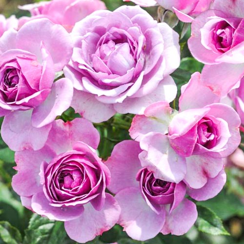 Trandafir floribunda Pink Diadem imagine 1 articol 2198