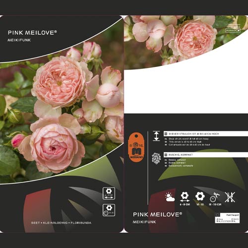 Trandafir floribunda Pink Meilove ®, С5 imagine 2 articol 4554