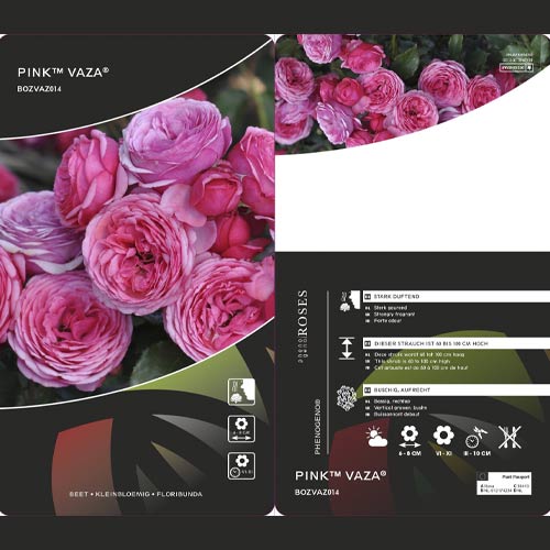 Trandafir floribunda Pink Vaza®, C3 imagine 2 articol 5004