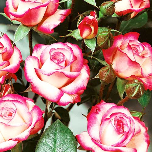 Trandafir floribunda Pink White imagine 1 articol 3611
