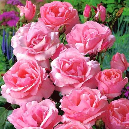 Trandafir floribunda Pink, root ball imagine 1 articol 3610